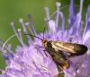 Nemophora metallica